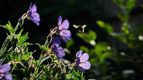 The bumblebee flies to violet a flower. Unsharp background. Green leaves. Stock Footage 64770135