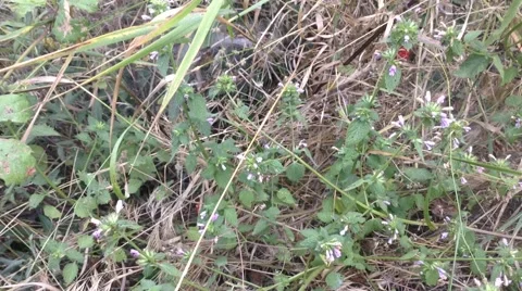 Bumblebee flies in the weed in Nature Stock Footage 58332768