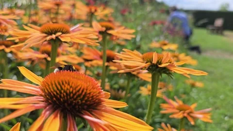 Bumblebee in flight: Close-up of a bumblebee approaching orange coneflowers Stock Footage 327082929