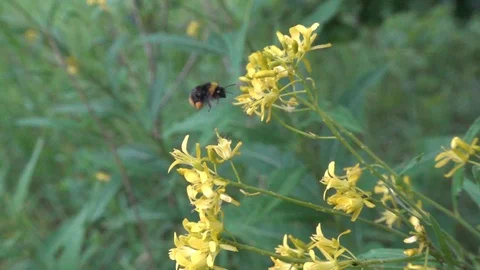 Bumblebee flight close up. Bumblebee flies near wildflower. Slow motion, 240 fps Stock-Footage 123313409