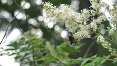 Bumblebee in flight Stock-Footage 117334291