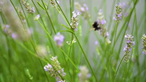 Bumblebee flight in the natural environment   Stock Footage 111023659