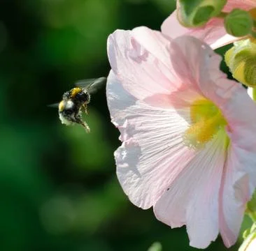 Bumblebee in flight Stock Photos