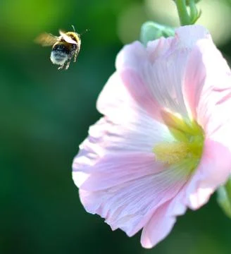 Bumblebee in flight Foto stock