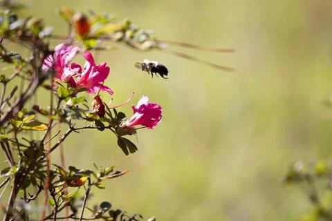 Bumblebee in Flight Stock Photos