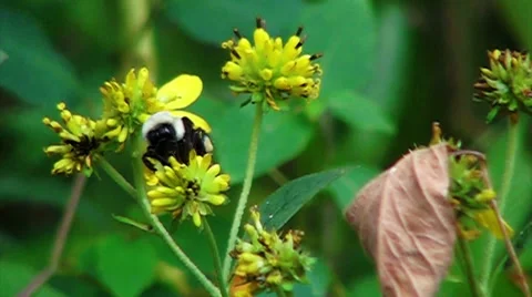 Bumblebee Flight Takes a Tumble Slow Motion Vídeos de archivo 41690601