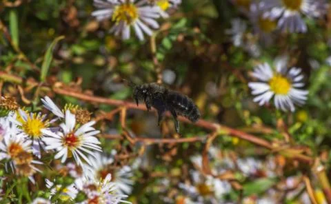 Bumblebee in flight wood 库存照片
