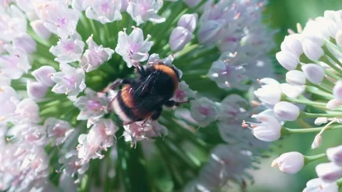 A bumblebee flits between pink and white blossoms, expertly gathering pollen in Video stock 314726809