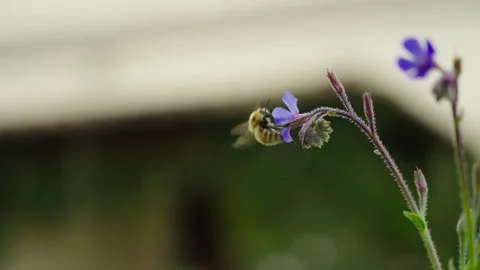 Bumblebee in flower 1 Stock Footage 188910022