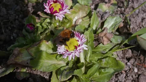 Bumblebee on a flower #1 Stock Footage 238087308
