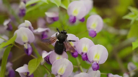 Bumblebee in flower 10 Stock Footage 188913147