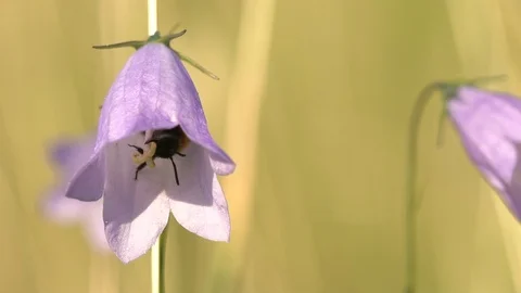 BUMBLEBEE FLOWER 100 IPS HD Stock Footage 90468727