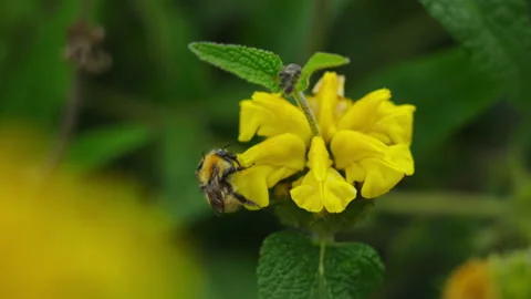 Bumblebee in flower 11 Video stock 188914114