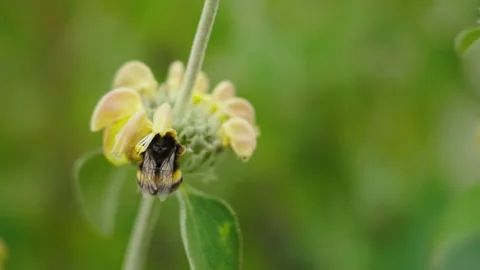 Bumblebee in flower 2 Video stock 188915358