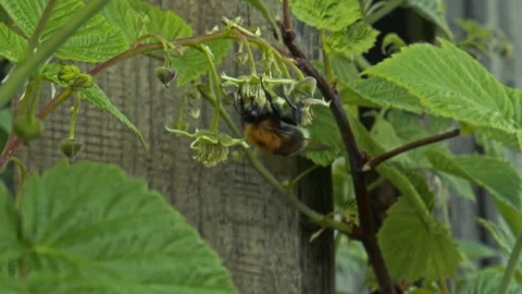 Bumblebee on a flower #2 Stock Footage 243755630