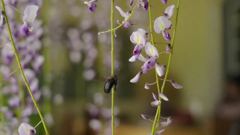 Bumblebee in flower 3 Video stock 186027202