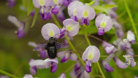 Bumblebee in flower 4 Stock Footage 186027195