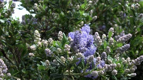 Bumblebee on Flower - 4k Stock Footage 91046450