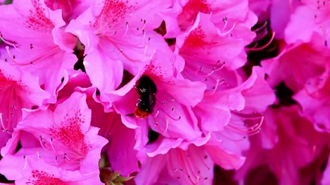 Bumblebee in a flower 4k video Vídeos de archivo 333516039