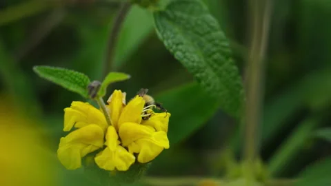 Bumblebee in flower 5 Stock Footage 188912139