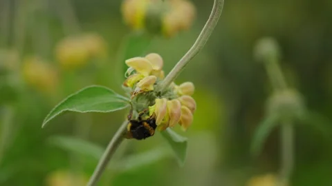 Bumblebee in flower 6 Stock Footage 188915081