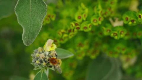 Bumblebee in flower 7 Stock Footage 188911522