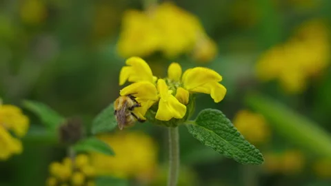 Bumblebee in flower 8 Stock Footage 188914079