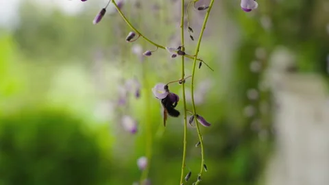Bumblebee in flower 9 Stock Footage 188915584