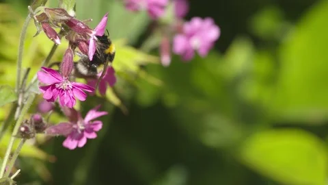 BUMBLEBEE ON FLOWER AND FLYING SLOW-MO 2K Stock Footage 130560871