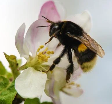 Bumblebee on flower of apple tree Stock Photos