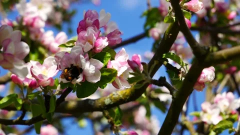 A bumblebee on a flower of a blossoming apple tree eats nectar. Stock Footage 240857801