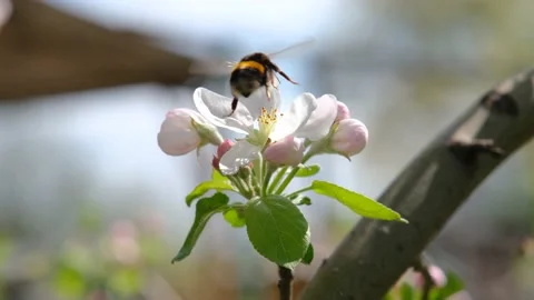 Bumblebee on a flower. A bumblebee collects nectar on a flower of a fruit tree Stock Footage 194342200
