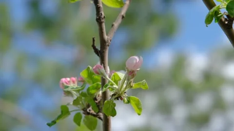 Bumblebee on a flower. A bumblebee collects nectar on a flower of a fruit tree Vídeos de archivo 196693911
