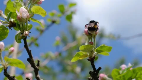 Bumblebee on a flower. A bumblebee collects nectar on a flower of a fruit tree Stock Footage 196694002