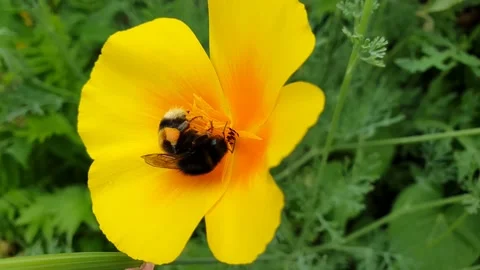 Bumblebee in Flower, Bumblebee Video Stock Footage 219571693