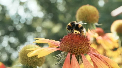 Bumblebee on a flower close-up Stock Footage 94480571