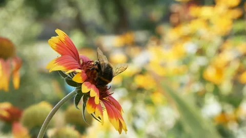 Bumblebee on a flower close-up Stock Footage 94480595