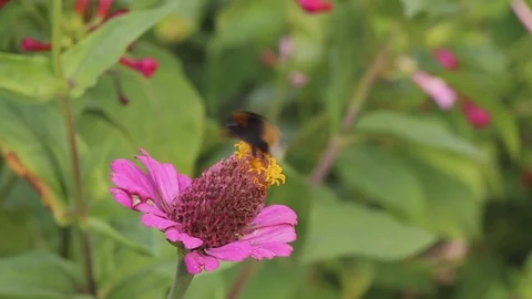 Bumblebee on flower collects nectar and flies away Stock Footage