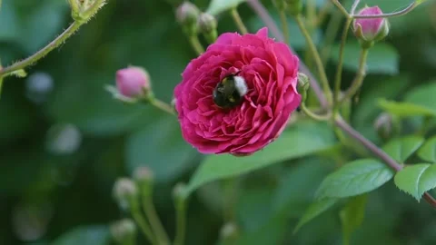 Bumblebee on a flower collects nectar. Bee on a red rose. 스톡 동영상 144386992