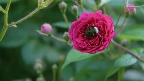 Bumblebee on a flower collects nectar. Bee on a red rose. Stock Footage 144387329