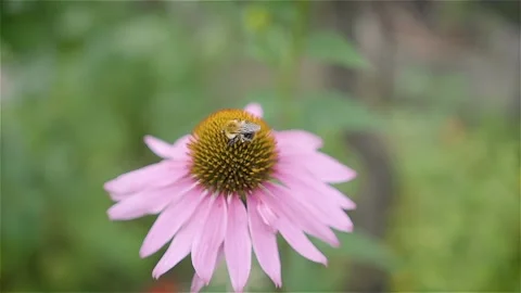 Bumblebee on a flower collects nectar. Bee on a flower, slow motion, close-up. Stock Footage 144387422