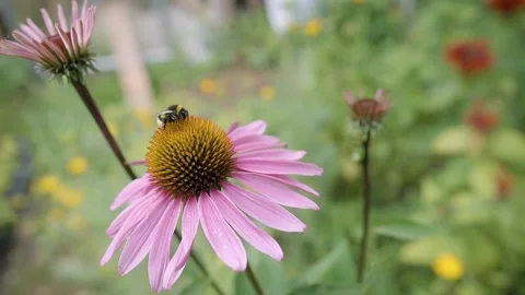 Bumblebee on a flower collects nectar. Bee on a flower, slow motion, close-up. 스톡 동영상 144387473