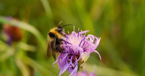 Bumblebee on a flower collects nectar Stock Footage 112783710