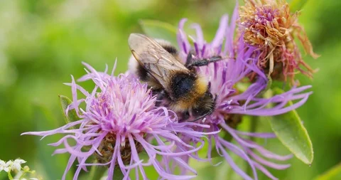 Bumblebee on a flower collects nectar Vídeos de archivo 113888958