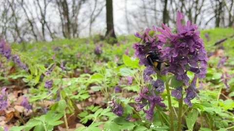 A bumblebee on a flower collects pollen from the first spring flowers Corydalis Stock Footage 240196641