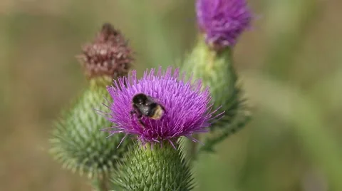 Bumblebee on a flower of a Cotton thistle or Scotch thistle Stock Footage 67948192