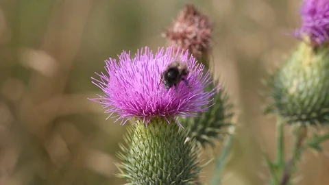 Bumblebee on a flower of a Cotton thistle or Scotch thistle Stock Footage 72850286