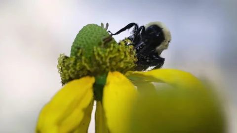 Bumblebee on flower day overcast close up Stock Footage 239874157