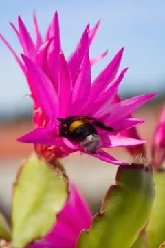 Bumblebee in the flower of the Easter cactus. Stock Photos