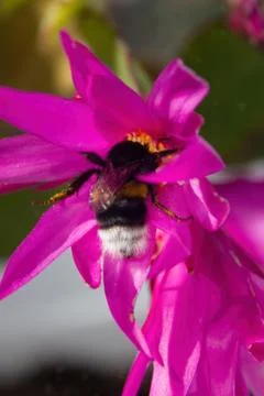 Bumblebee in the flower of the Easter cactus. Stock Photos